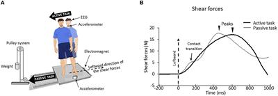 Cortical facilitation of tactile afferents during the preparation of a body weight transfer when standing on a biomimetic surface